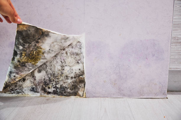 Best Commercial Mold Remediation in Conesus Lake, NY